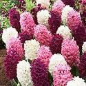 Hyacinth Bulbs Valentine Mix