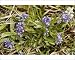 Photographic Prints of Dwarf milkwort - on limestone grassland from Ardea Wildlife Pets