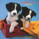 Border Collie Puppies 2008 Square Wall