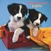 Border Collie Puppies 2008 Square Wall Calendar