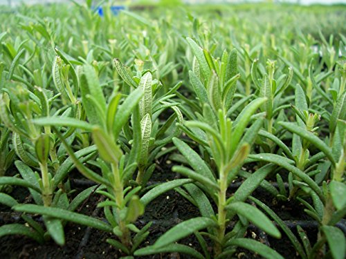 Rosemary Herb (Organic/heirloom) 100 Seeds Upc 643451294729
