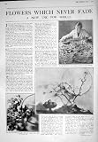 1925 SHELLS FLOWERS FRUIT PHOTOGRAPH ADVERTISEMET HORLICK'S MALTED MILK