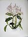 C1979 Orchids Flowers Schomburgkia Tibicinis Green