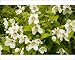 Photographic Prints of A mock orange from Ardea Wildlife Pets