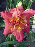 Amazon / Hirts: Perennials; Sun: Diane Taylor Daylily Perennial - Hemerocallis