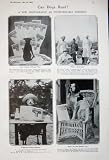 1907 PHOTOGRAPHS DOGS NEWSPAPERS COMEDY OMAR KHAYYAM