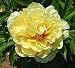 'Lemon Dream' Peony - Intersectional Peony - NEW! - Potted