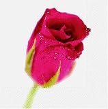 Eigenschaften KnorrPrandell / Gütermann / KnorrPrandell 1616269 - Servietten Rote Rose, 20 Stück/Pack
