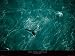 Baleine - Artist: Yann Arthus-Bertrand - Art Print Poster Size: 31.50 by 23.50 inches