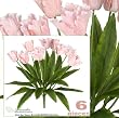 Six 24" Artificial Parrot Tulip Flower Bushes in Pink for Home,Garden, Wedding Decoration