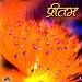 Satguru Bahiyan Pakdo Mori at MP3 downloads for the name: 51OwB1N8xsL._SL75_