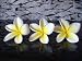 Exotic Temple Tree Flowers - 36
