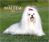 For the Love of Maltese 2008 Deluxe Wall Calendar