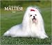   - For the Love of Maltese 2008 Deluxe Wall Calendar