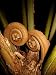 Cozy Fiddlehead Ferns on Hawaii's Big Island - Fine-Art Giclée Photographic Print by Brendan Reals
