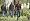 STRAW DOGS (2011) (DVD)