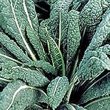 Organic Dinosaur Kale 300 Seeds - HARDY - FREE SHIPPING ON ADDITIONAL HIRTS SEEDS ORDERED & PAID WITH ONE PAYMENT!