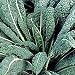 Organic Dinosaur Kale 300 Seeds - HARDY - Lacinato Blue
