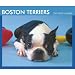 Boston Terriers 2009 Boxed Calendar