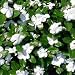 Periwinkle - White - 2000 Seeds