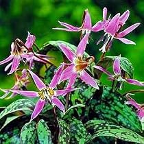 Pagoda Hardy Violet 10 Seeds - Erythronium - SHADE