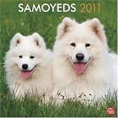 Samoyeds 2011 Calendar