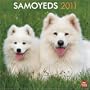 Samoyeds 2011 Square 12X12 Wall Calendar