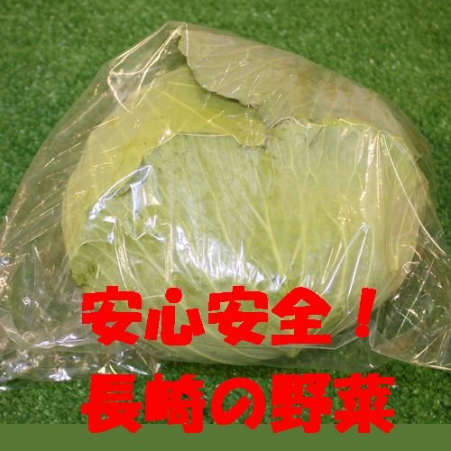 九州　長崎県産　農産物直売所　販売用　キャベツ