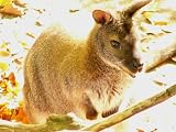 K�nguruh Mauspad (303)