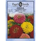 Zinnia, California Giant Mix