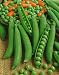 Progress No. 9 Peas Seeds - Pisum Sativum - 10 Grams - Approx 30 Gardening Seeds - Vegetable Garden Seed