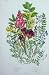 Milk Vetch Alpine Bird'S Foot C1870 Anne Pratt Plants