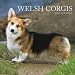 Welsh Corgis 2009 Square Wall Calendar