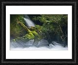 Framed Print of Whitewater river - wild torrent running over moss-covered tree trunk in lush from Ardea