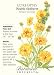 Coreopsis Double Sunburst