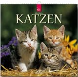 Katzen 2012
