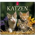 Katzen 2012