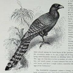 Cassell の鳥 C1870 のキジの Coucal の Phasianus の鳥