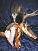 NATIVE AMERICAN INDIAN SACRED RITUAL BLESSING FEATHER CEREMONIAL PRAYER SMUDGE FAN + FRESH CALIFORNIA WHITE SAGE WANDS, Great for Private Ceremony, Pow-wow , Decor, Cleansing, or Alternative Healing