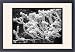 Framed Prints of Sedum Turkestanicum (Sedum Ewersii) from Mary Evans