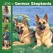 German Shepherds 366 Days 2008 Wall Calendar