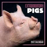 Extraordinary Pigs 2012 Wall Calendar