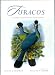 Turacos: A Natural History of the Musophagidae
