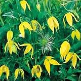 Amazon / Tropical Oasis: YELLOW CLEMATIS TANGUTICA Radar love BULK 1000 seeds