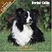 Border Collie 2008 Wall Calendar