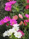 Eigenschaften Dachstauden  / Lewisia cotyledon - Bitterwurz