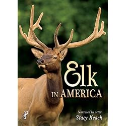 Elk in America