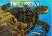 Book Chelonia : Return of the Sea Turtle