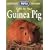 Care for Your Guinea Pig (RSPCA Pet Guides)