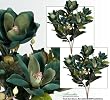 TWO 2' Magnolia Artificial Silk Flower Bushes (Green) for Home, Garden and Decoration